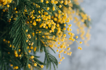 Obraz premium Beautiful yellow mimosa flowers in a vase on a grey background.