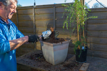 Re-potting leptospermum red damask 1