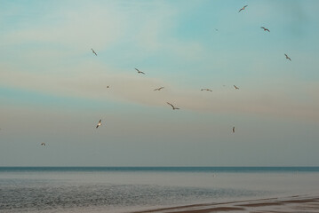 Nature of Latvia, Baltic Sea bay, beach in winter with birds