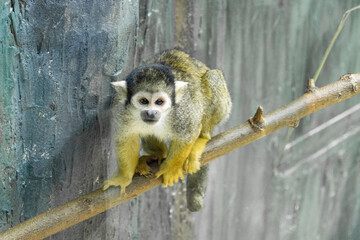 squirrel monkey on branch