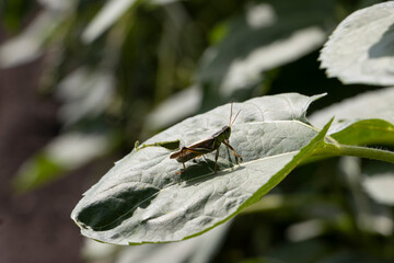 grasshopper on leaf
