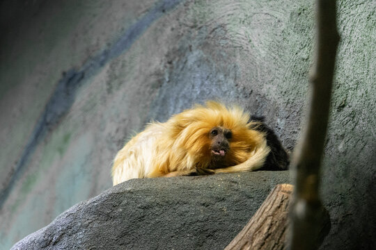 Golden Pygmy Marmoset Primate Monkey At The Zoo