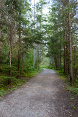 Obraz premium path in the forest