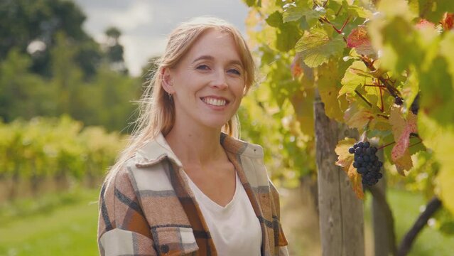 Female worker in vineyard checking quality of grapes for wine production during harvest - shot in slow motion