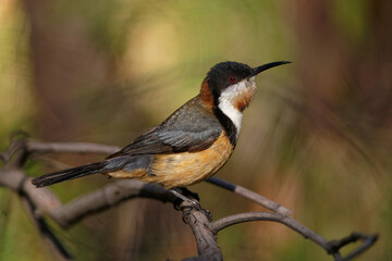 Eastern Spinebil - Acanthorhynchus tenuirostris honeyeater found in south-eastern Australia in forest and woodland and gardens in urban areas of Canberra, Sydney, Melbourne and Adelaide