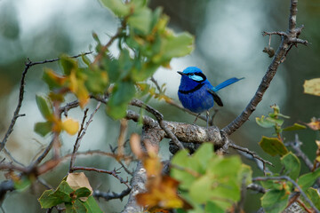 Splendid Fairywren - Malurus splendens passerine bird in Maluridae, blue wren found in Australia in arid and semi-arid regions, sexual dimorphism, male is small long-tailed bird of bright blue.