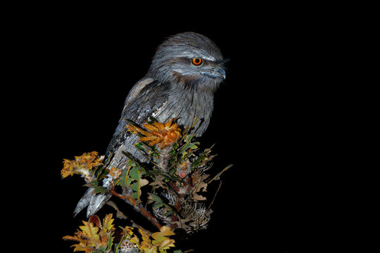 Tawny Frogmouth - Podargus strigoides nightjar sitting on the tree in the night, native to the Australia and Tasmania, big-headed, stocky nocturnal bird similar to owl, as mopoke or mopawk