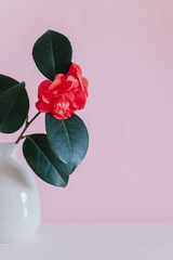 Beautiful pink Camellia flowers in a vase on a pink pastel background.