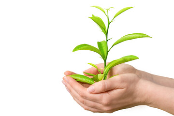 Hands holding a green plant on a white background. Eco friendly, Earth day concept. 