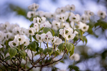 Gardens of Charlottenburg Palace