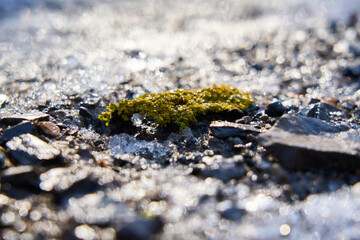 Moss on snow. Snow covered road and moss. Moss growing from under the snow. Moss winter wonderland