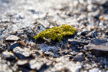 Moss on snow. Snow covered road and moss. Moss growing from under the snow. Moss winter wonderland