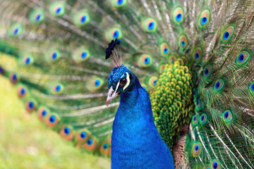Fototapeta premium Portrait of a male peacock
