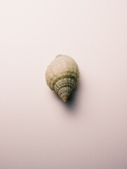 Closeup of a seashell