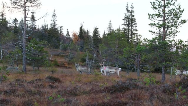 A group of Domestic reindeer, Rangifer tarandus moving in autumnal bog in Riisitunturi National Park, Northern Finland