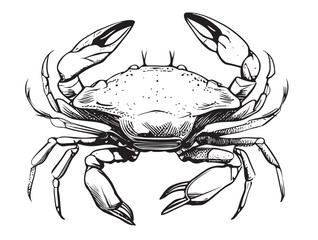 Crab hand drawn sketch illustration Sea animals