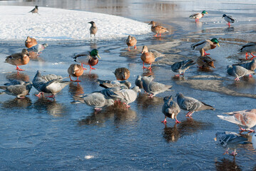 A flock of wild ducks on the lake. Many wild ducks swim in the lake.