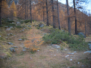 Autumn by the Ceresole Reale lake. Alps, Italy.