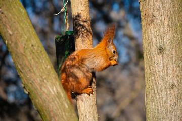 Red squirrel on a tree close-up on a sunny day