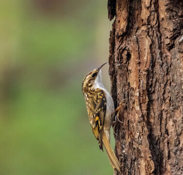 treecreeper on a tree trunk