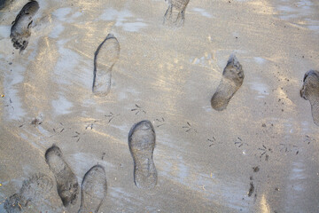 Footprint and bird tracks, on the beach, view from the top.