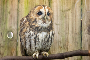 owl in a barn