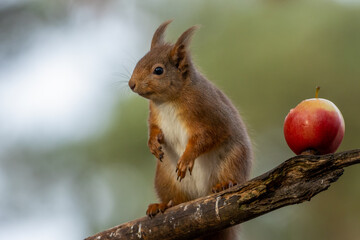 Fototapeta premium scottish red squirrel eating an apple
