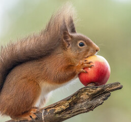 scottish red squirrel eating an apple