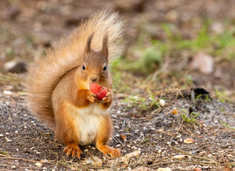 Naklejka na ściany i meble scottish red squirrel eating an apple