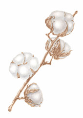 An isolated watercolor hand drawn image of a sprig of cotton with four opened bolls with a real aquarelle paper texture on a white background for the design of text,label,greeting and invitation cards