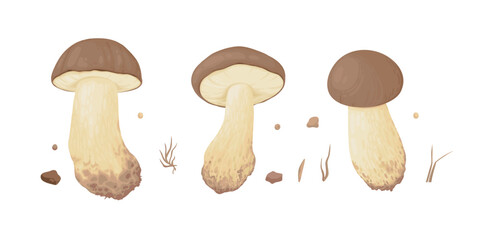 Collection of different realistic edible mushrooms in colorful style. Set of various engraved seasonal fungi vector graphic illustration. Types of vegetarian organic food for your design