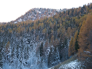 Snow on tall pines in autumn. Ayas valley, Italy.