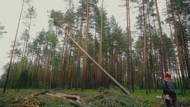 A cut tree falls to the ground. Lumberjack and his work in the forest. Tree cut by a chainsaw.
