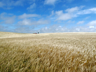 Feld mit Bauernhof und blauem Himmel