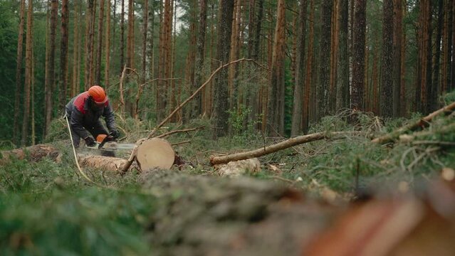 A lumberjack in protective gear with a chainsaw cutting trees in the forest.