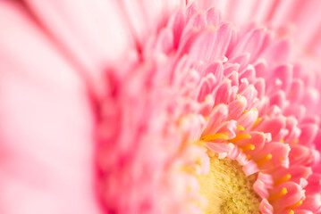 Gerbera flower on color background. Gerbera L. is a genus of plants in the Asteraceae (Compositae) family.