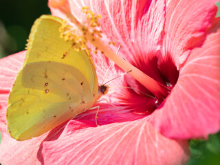little yellow butterfly drinking nectar from a pink hibiscus flower