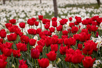 Obraz premium sea of blossom, Landesgartenschau Beelitz