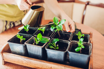 Watering transplanted bigleaf hydrangeas cuttings in pots with watering can. Growing new plants at...