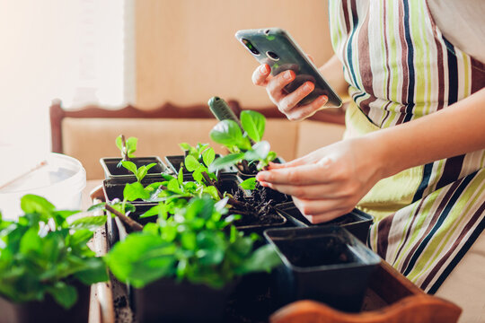 Gardening vlog. Gardener takes video and photo of growing bigleaf hydrangeas at home using smartphone.