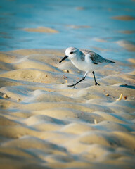 Sanderling on the beach
