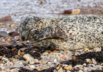 Fototapeta premium seals on pebble beach on Scottish coast enjoying the sunshine