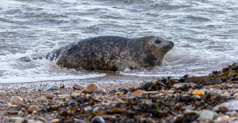 Fototapeta premium seals on pebble beach on Scottish coast enjoying the sunshine