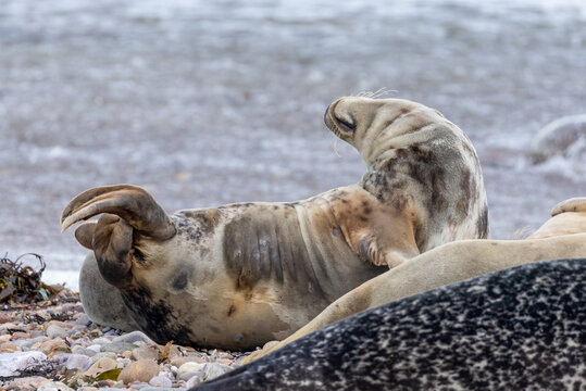 seals on pebble beach on Scottish coast enjoying the sunshine