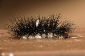 Hairy dangerous caterpillar in Costa Rica