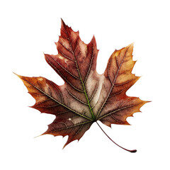  a colorful red yellow maple leaf illustration, transparent background, Generative AI