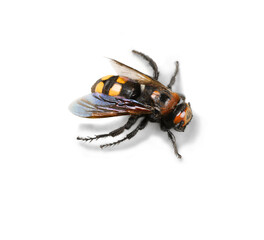Bee Fly