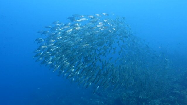 Seascape with schooling Big Eye Scad fish in the coral reef of the Caribbean Sea