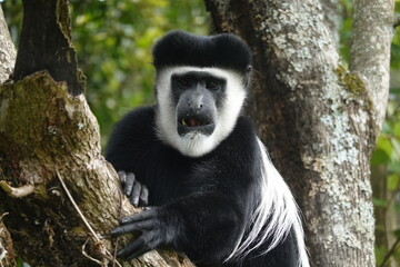 Kenya - Colobus Monkey