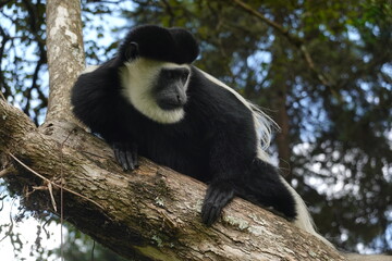 Kenya - Colobus Monkey